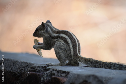 Indian palm squirrel or three-striped palm squirrel  Funambulus palmarum  -is a species of rodent in the family Sciuridae found naturally in India  south of the Vindhyas  and Sri Lanka.