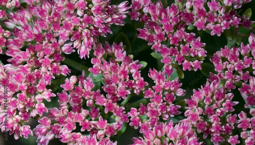 Sedum blooming as a background close-up Sedum blooming as a background close-up