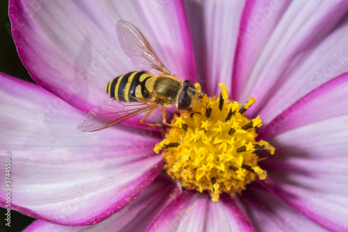 Syrphid fly. Eupeodes luniger collects nectar from the pink flower Cosmos bipinnatus.
Macro photo. Natural background.