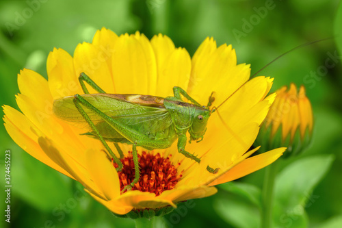 A large green grasshopper, a locust, sits on a yellow flower on a sunny day. soft selective focus. Macro  © Arina B