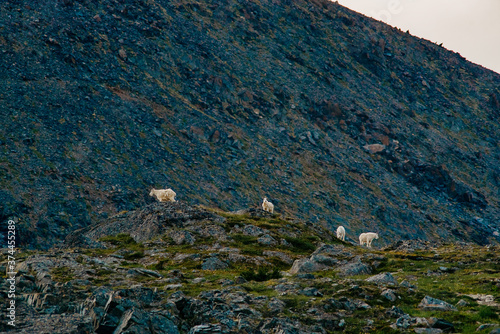 mountaingoats