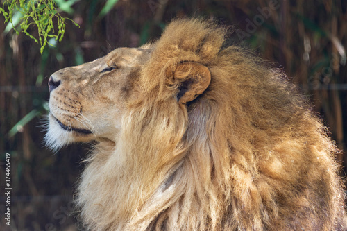 Fototapeta Naklejka Na Ścianę i Meble -  how is my hairstyle?

ion - Panthera leo
