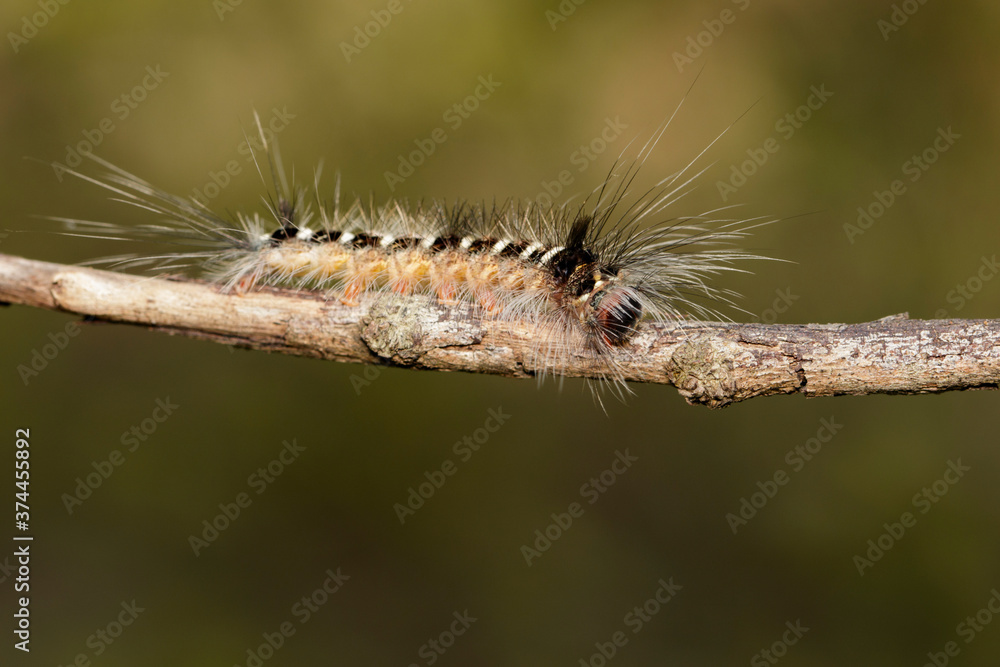 Image of Hairy caterpillar on tree branch on natural background. Insect. Worm. Animal. Image of Hairy caterpillar on tree branch on natural background. Insect. Worm. Animal.