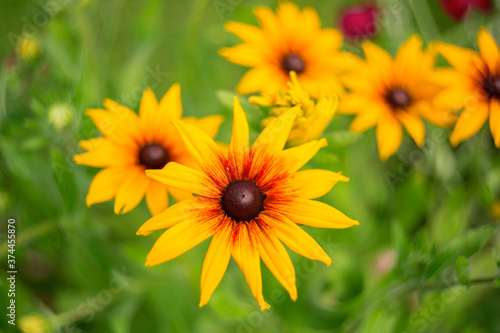 Blooming Rudbeckia hirta. Soft selective focus.