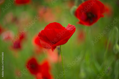 Blossoming red poppies watercolor photo. Soft selective focus.