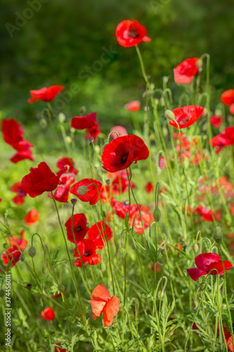 Blossoming red poppies watercolor photo. Soft selective focus. © Arina B
