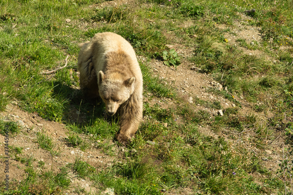 Fototapeta premium Der Braunbär