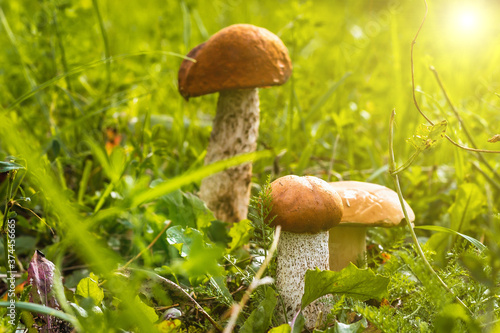 three mushrooms grow side by side in the green grass, the sun is shining