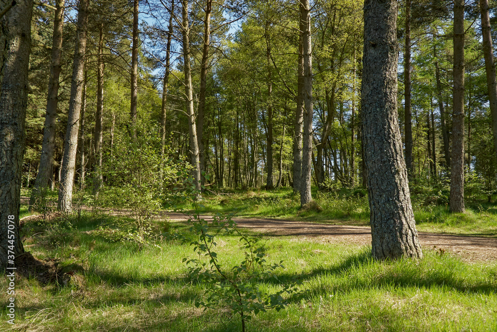 Fototapeta premium Looking over a woodland Path at Crombie Park, one of Scotlands Nature Reserves near Dundee in Angus, Scotland.