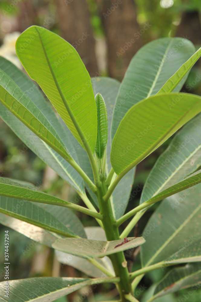 Plant with green long leaves closeup photo. Plant with green long leaves closeup photo.
