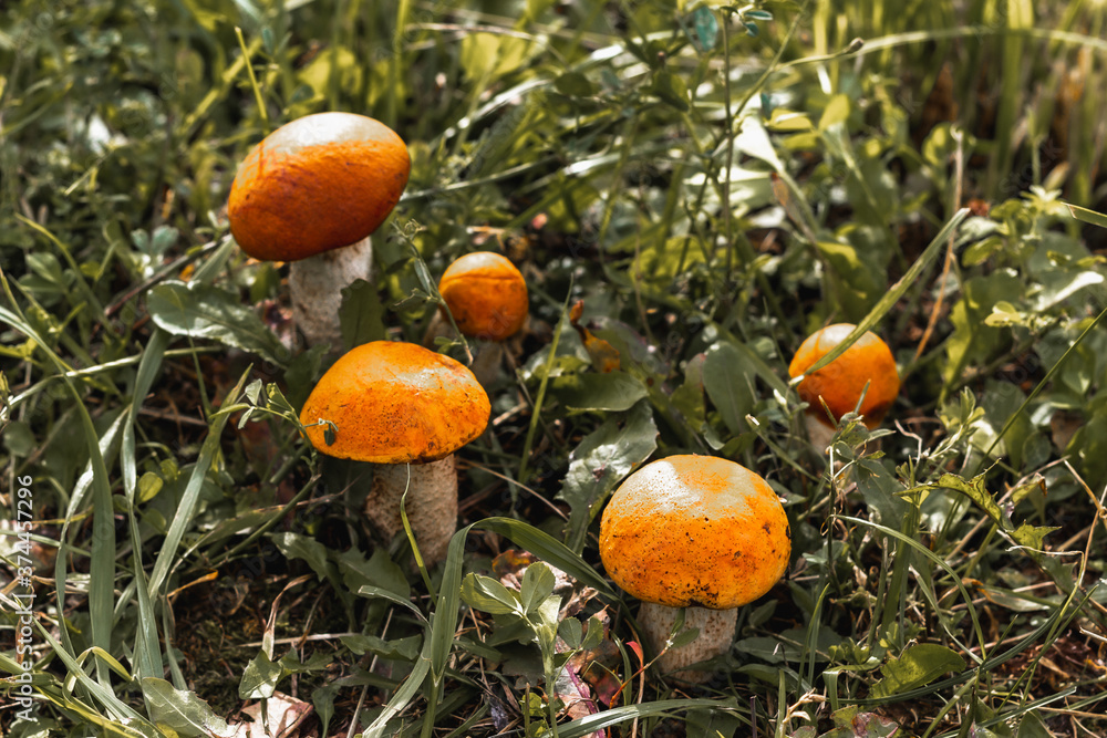 five mushrooms grow side by side in the green grass, the sun is shining five mushrooms grow side by side in the green grass, the sun is shining
