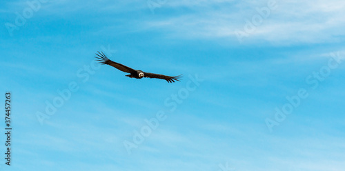 Panorama of an Andean Condor (Vultur Gryphus) in flight with copy space, Colca Canyon, Arequipa, Peru.