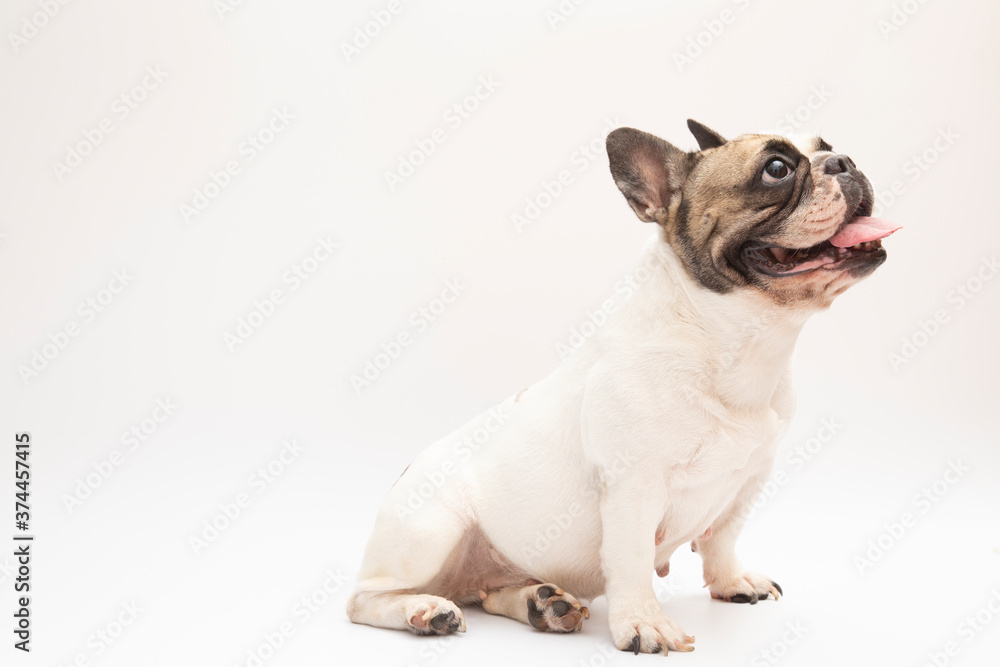 French bulldog in front of a white background