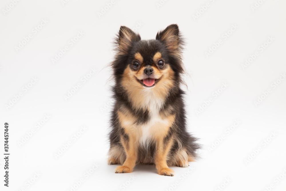 black and tan cream long coated chihuahua isolated over white background