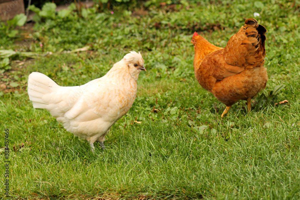 Fototapeta premium Ein weisses und braunes Huhn in der grünen Wiese