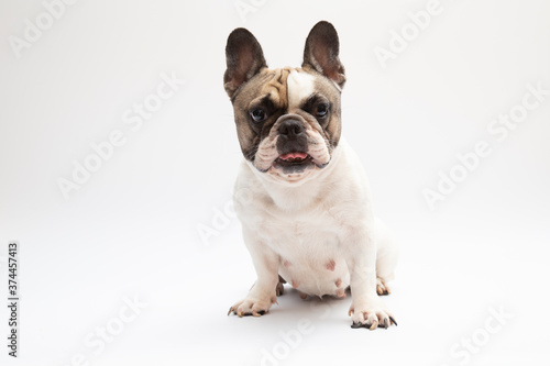 French bulldog in front of a white background 