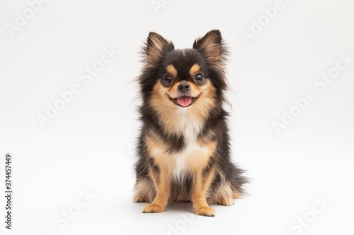 black and tan cream long coated chihuahua isolated over white background photo