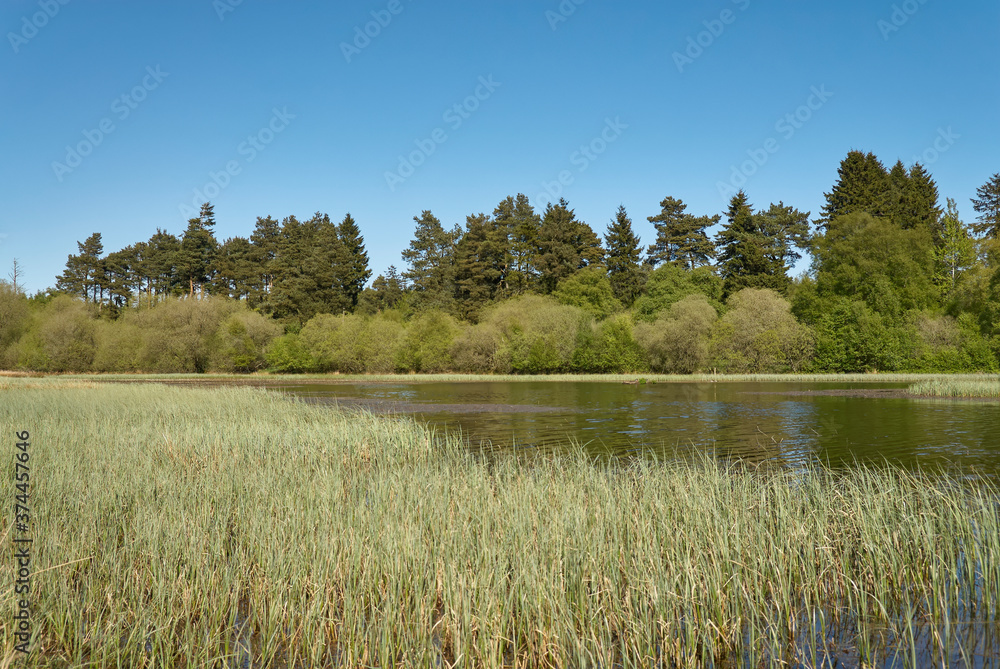 Looking across the Reed Beds of Crombie Park a small Nature Park near to Dundee in Angus, Scotland. A Row of Scots Pines in the distance. Looking across the Reed Beds of Crombie Park a small Nature Park near to Dundee in Angus, Scotland. A Row of Scots Pines in the distance.