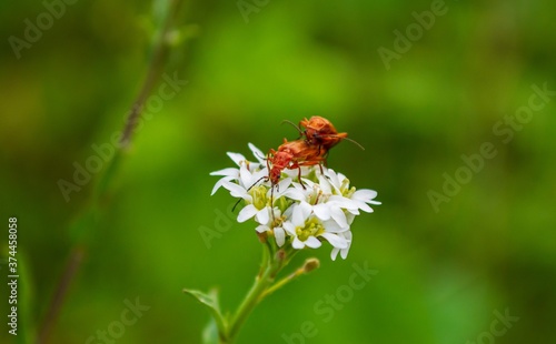 zwei Käfer paaren sich auf einer weißen Blüte © biggi62