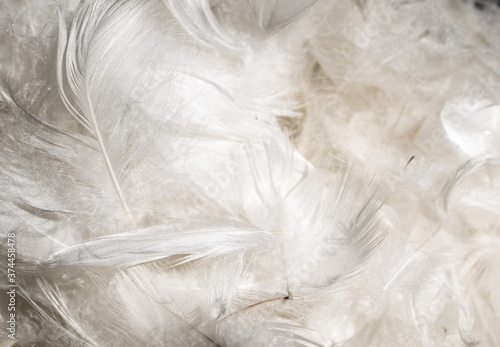 white duck feathers. background or texture