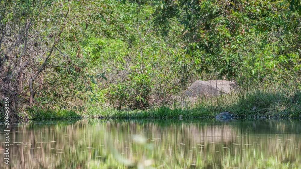 Kanha National Park, India. Landscape with a river and forest trees. Kanha National Park, India. Landscape with a river and forest trees.