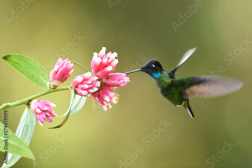 Talamanca hummingbird is flying feeding nectar from pink flower © PetrDolejsek