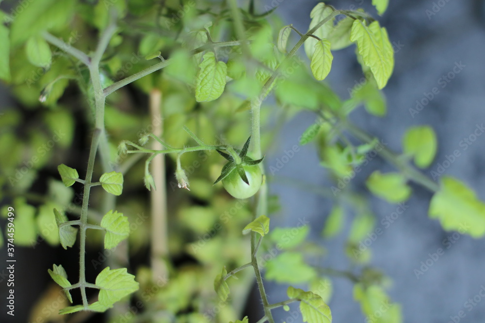 grüne Tomaten auf Zweigen grüne Tomaten auf Zweigen