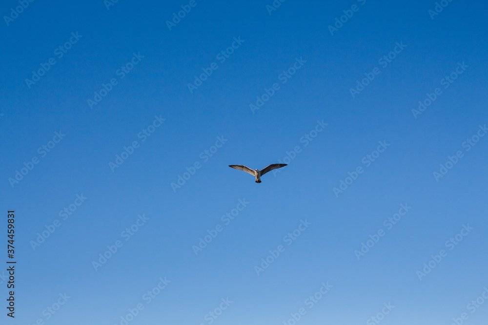 seagull soars in the sky above the sea seagull soars in the sky above the sea