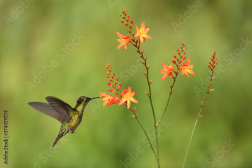 Talamanca hummingbird is flying feeding nectar from orange flower