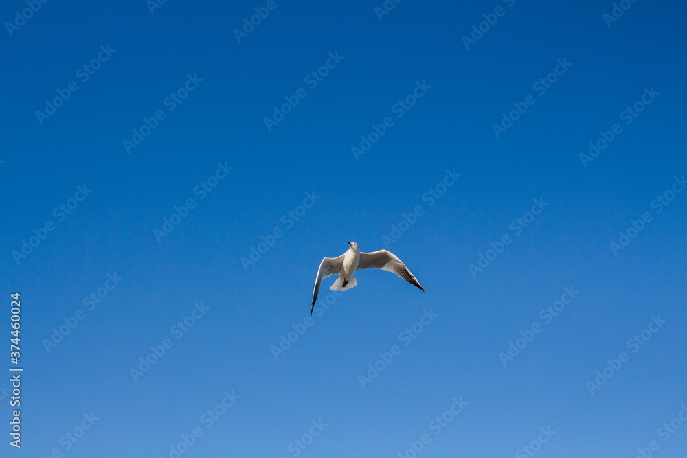 Obraz premium seagull soars in the sky above the sea