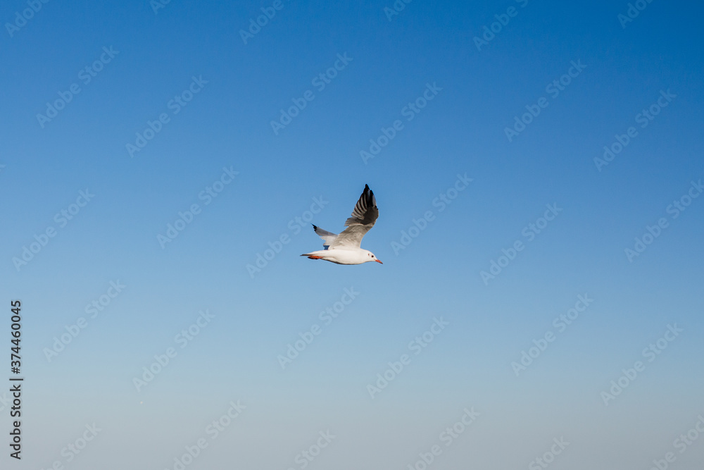 Obraz premium seagull soars in the sky above the sea