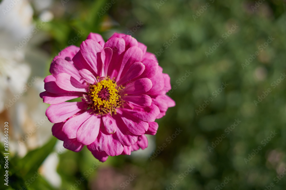 Obraz premium on a vast green field grow fragrant summer red flowers