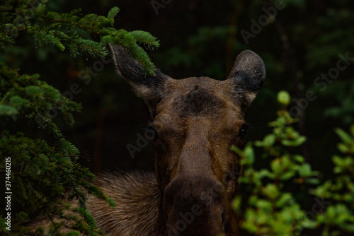 close portrait of a moose