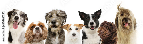 Принти на полотні banner group seven dogs breeds, cavalier, jack russell, sheepdog and border collie, poodle for web side