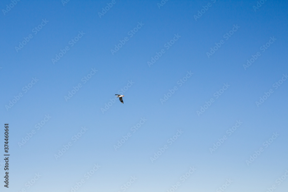 Fototapeta premium seagull soars in the sky above the sea