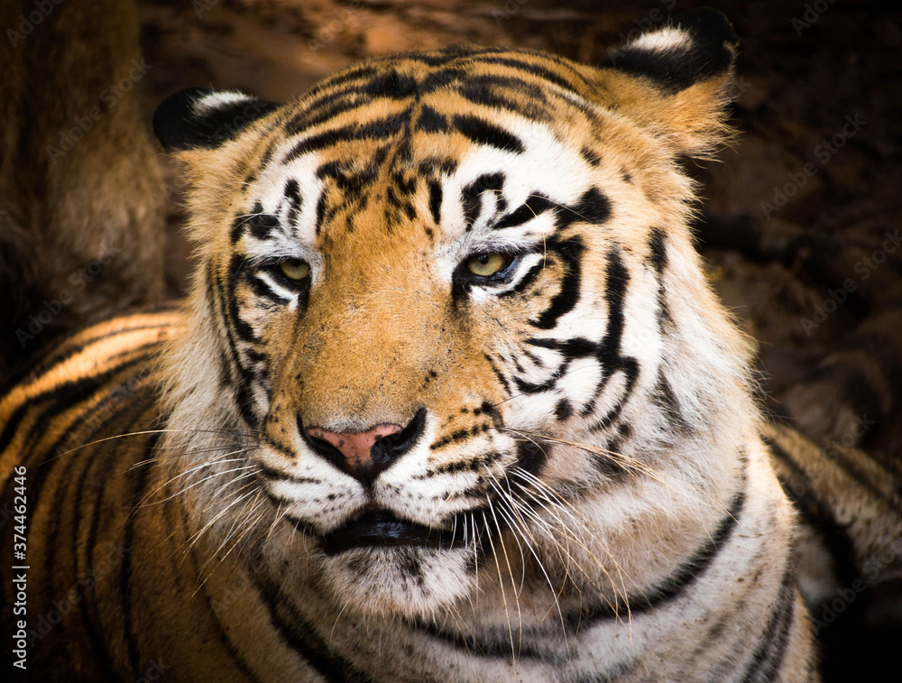 A Royal Bengal Tiger resting