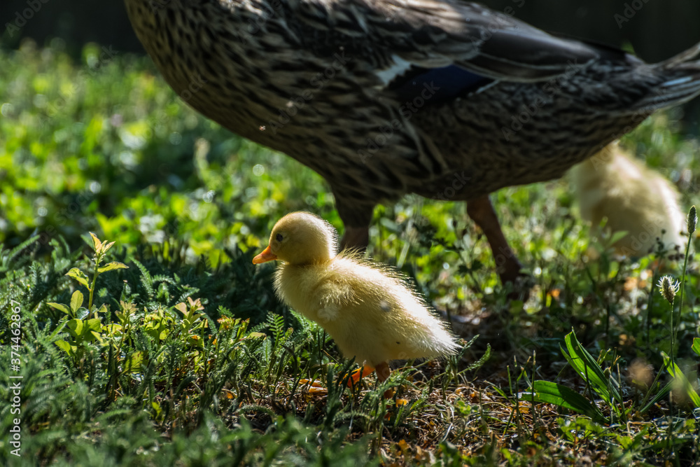 yellow baby running ducks with the mother in a garden yellow baby running ducks with the mother in a garden