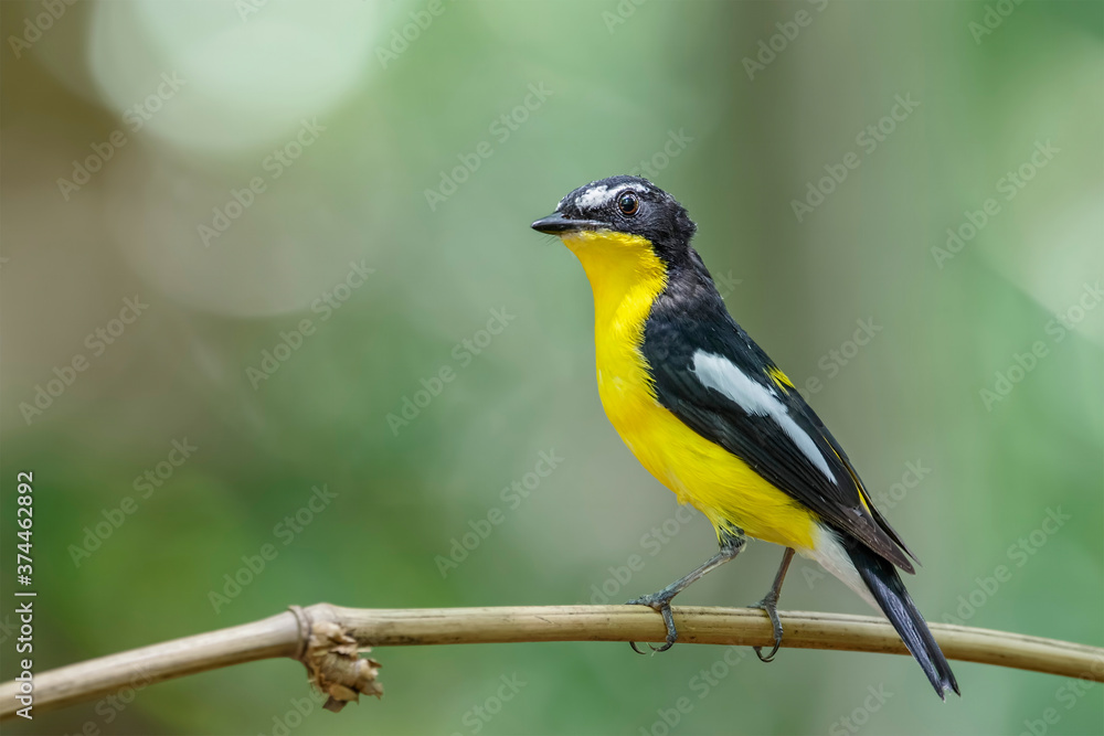 Fototapeta premium Yellow-rumped flycatcher (Ficedula zanthopygia) the beautiful ye