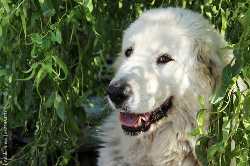 Blurry image of white sheepdog looking through the green leaves. Dog outdoors.  photo