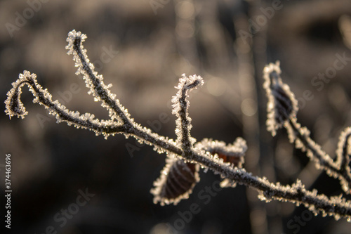 frost on branches © сергей шохалевич