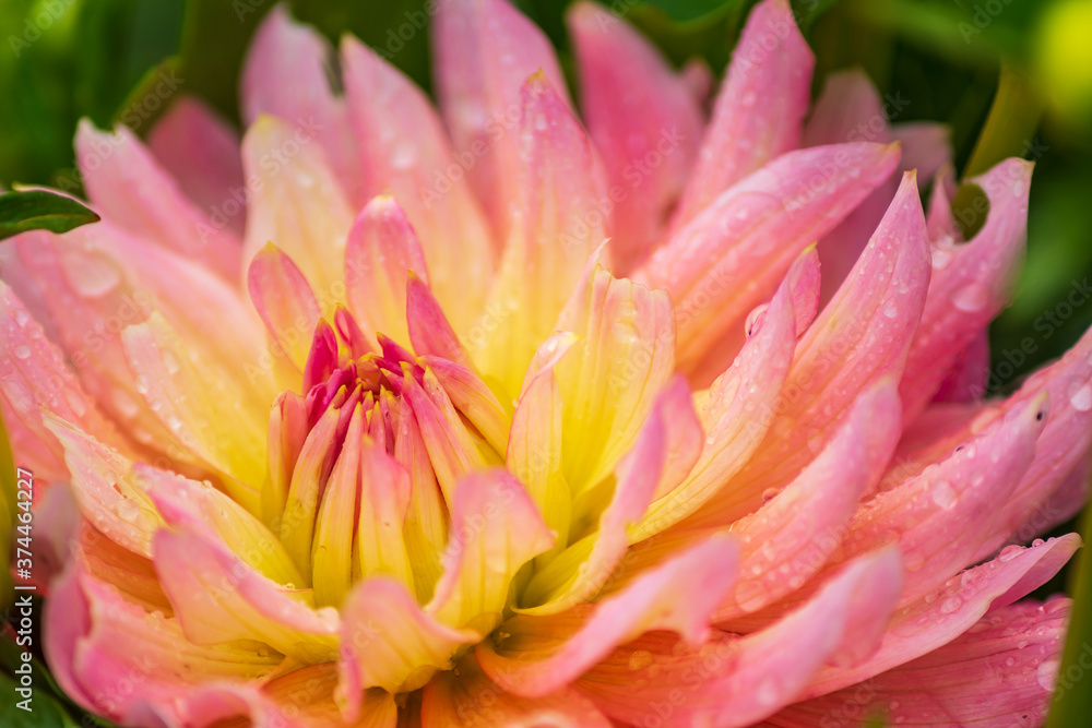 pink dahlia flower with rain drops in the garden, soft focus.