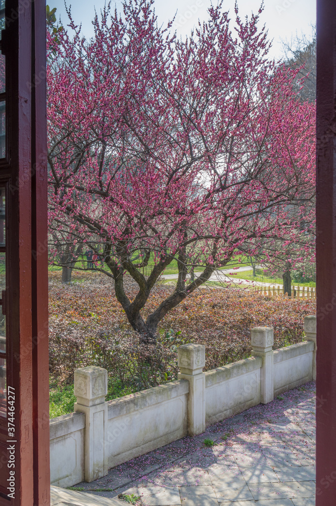 Plum blossoms in full bloom in Wuhan East Lake Plum blossom Garden in spring Plum blossoms in full bloom in Wuhan East Lake Plum blossom Garden in spring