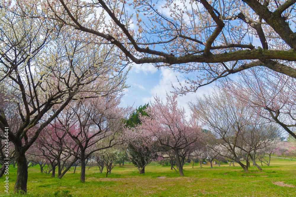 Plum blossoms in full bloom in Wuhan East Lake Plum blossom Garden in spring Plum blossoms in full bloom in Wuhan East Lake Plum blossom Garden in spring