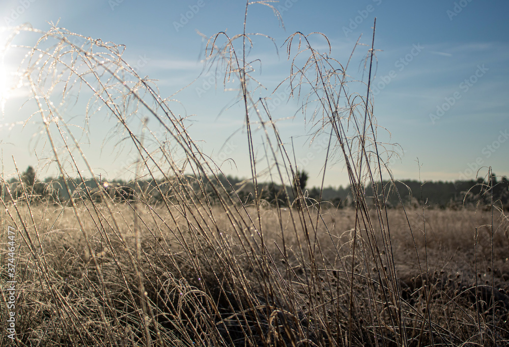 Fototapeta premium reeds at sunset