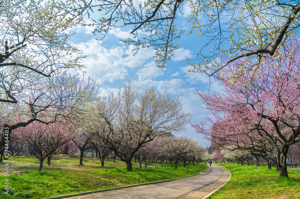 Plum blossoms in full bloom in Wuhan East Lake Plum blossom Garden in spring Plum blossoms in full bloom in Wuhan East Lake Plum blossom Garden in spring