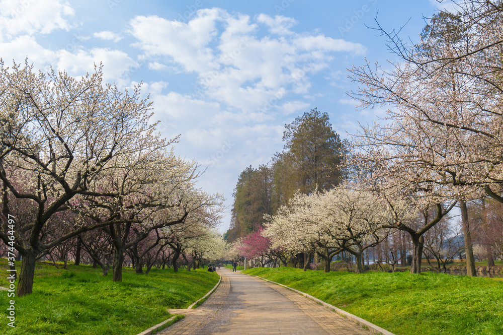 Plum blossoms in full bloom in Wuhan East Lake Plum blossom Garden in spring Plum blossoms in full bloom in Wuhan East Lake Plum blossom Garden in spring