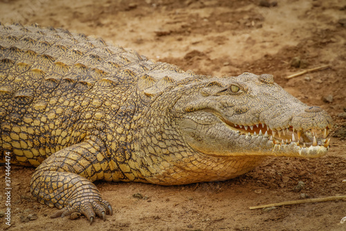Close up Nile Crocodile   Crocodylus niloticus  at the Kazinga Channel  Queen Elizabeth National Park  Uganda.