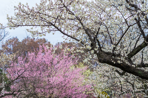 Wallpaper Mural Plum blossoms in full bloom in Wuhan East Lake Plum blossom Garden in spring Torontodigital.ca