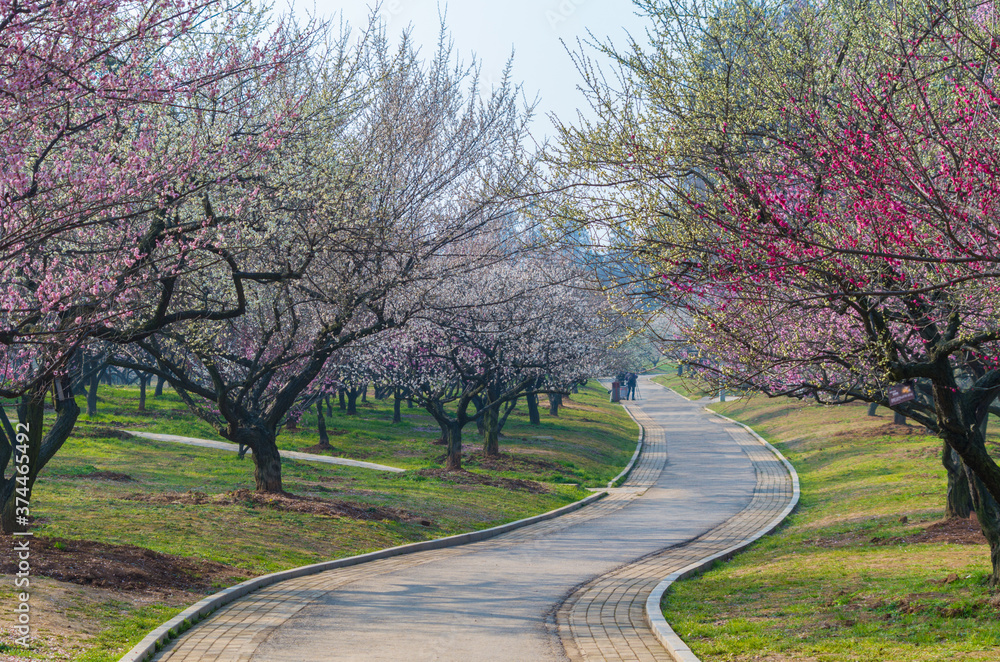 Plum blossoms in full bloom in Wuhan East Lake Plum blossom Garden in spring Plum blossoms in full bloom in Wuhan East Lake Plum blossom Garden in spring