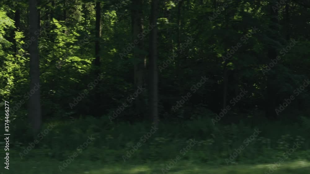 Slow motion green mixed forest on summer sunny day side view from moving car Slow motion green mixed forest on summer sunny day side view from moving car